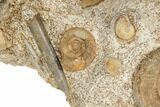 Jurassic Ammonite, Bivalve, Gastropod & Belemnite Association - France #191729-2